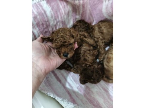 Top poodle köpeği