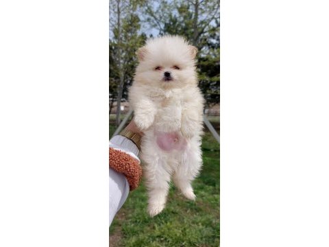 Pomeranian boo köpeği