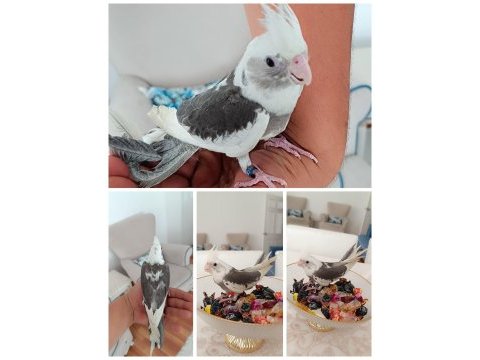 Wf mükemmel renk güzeli ev üretimi sultan papağanı