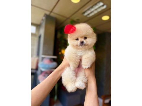 Orjinal güler yüzlü maltipoo yavrum