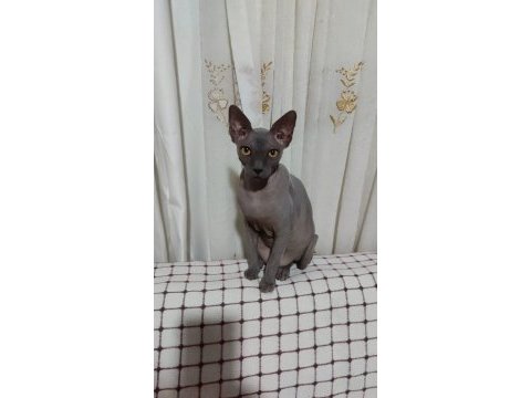 Safkan sfenks dişi kedimiz