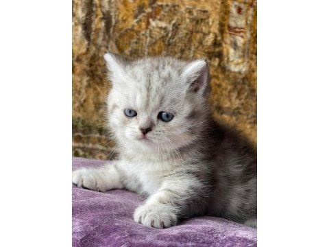 Full orjinal silver british shorthair bebek