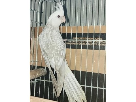 Çok tecrübeli sultan papağanı takım