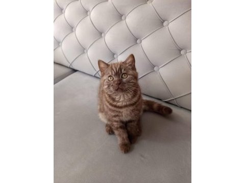 3 aylık siyah ve kahverengi british shorthair