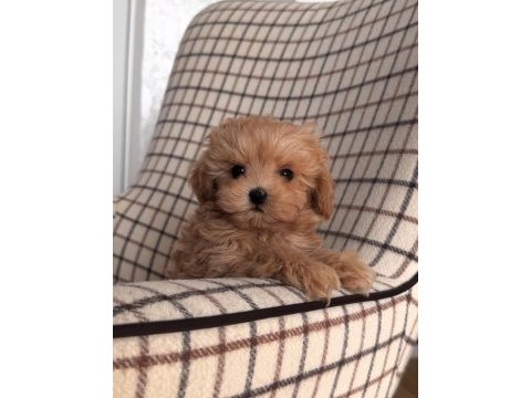 Yüz güzeli maltipoo yavruları
