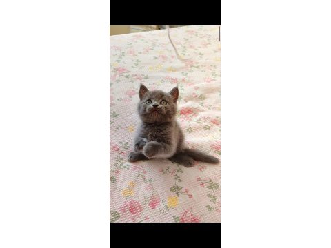 Gri lilac dişi erkek safkan yavru kediler