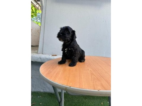 Mükemmel kalite yavrular schnauzer