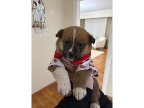 Akita inu yavruları