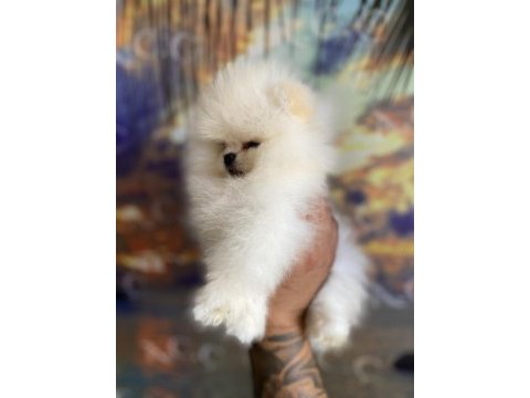 Garantili teacup teddy pomeranian