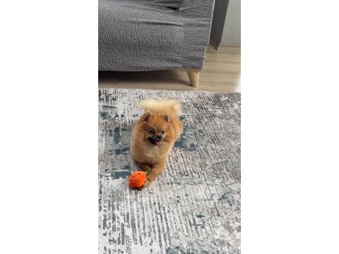 Pomeranian dişi 9 aylık