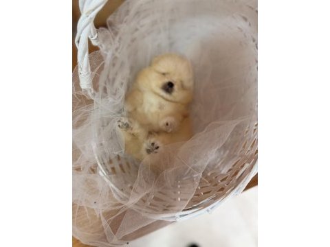 Teddy bear pomeranian boo