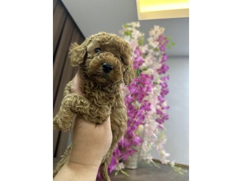 Toy poodle köpeğimiz