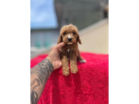 Red maltipoo yavruları
