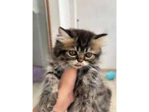 2 buçuk aylık yavru kedilerimiz yeni sahiplerini bekliyor