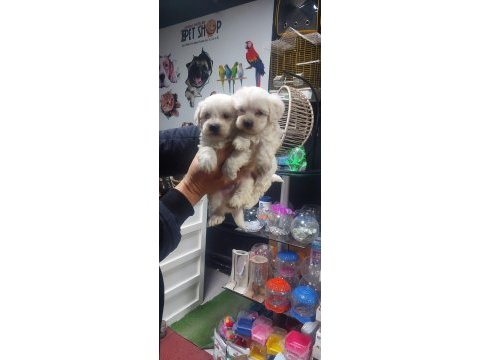 Maltese terrier iki aylık