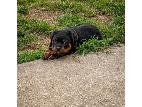 Evinizin neşesi rottweiler yavrular kapıda ödeme