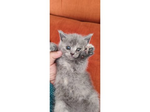Son prenses sultan papağanı