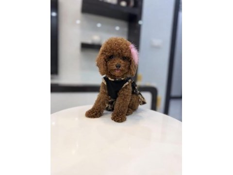 Güler yüzlü teddy face toy boy dişi poodle yavrumuz