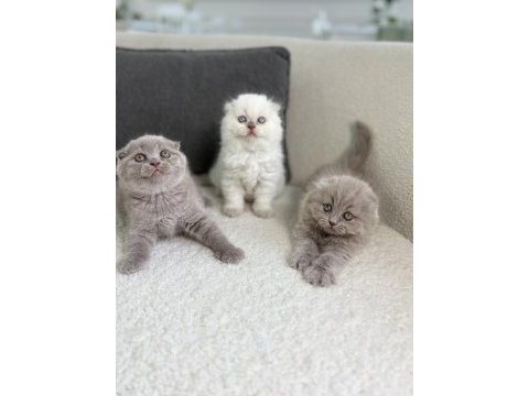 Show class scottish fold prensesler