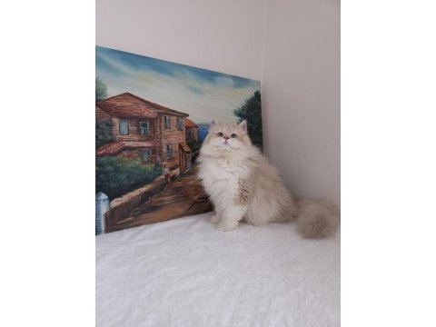 By11 ve cy1103 safkan şecereli british longhair yavru