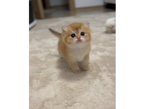 British longhair ve shorthair 2 erkek bebeğimiz