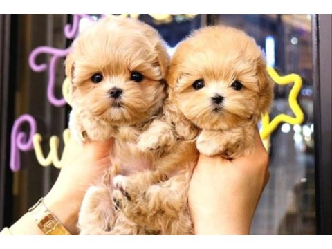 A kalite maltipoo yavrular kore