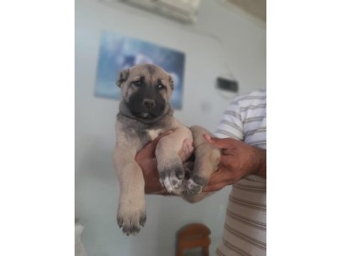 Üst düzey bir dişi bir erkek kangal yavrular