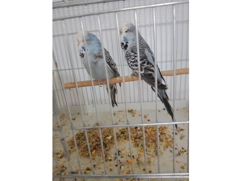 Show takım muhabbet kuşu