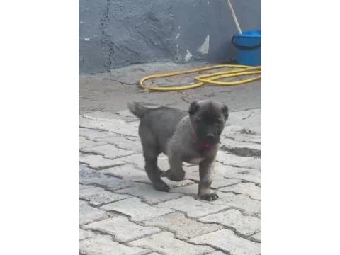 Eskişehirin meşhur kangalının yavruları tek