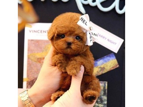Red brown toy poodle bebeklerim