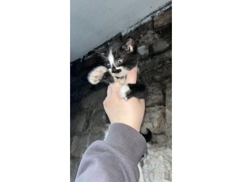 Kedilere acil yuva aranıyor