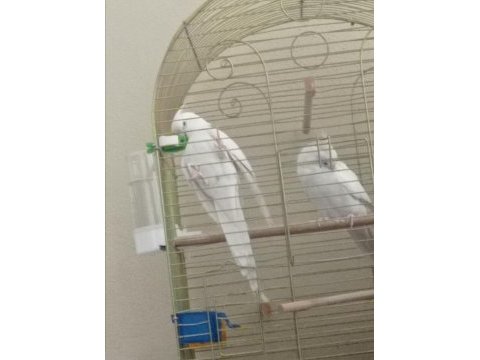 Albino kırmızı göz sultan papağanları