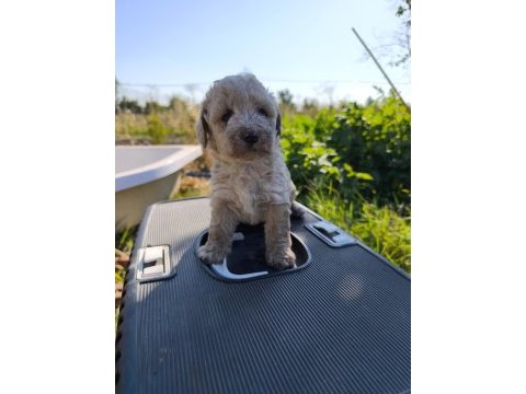 Masal gibi bir maltipoo dostluk sizi bekliyor