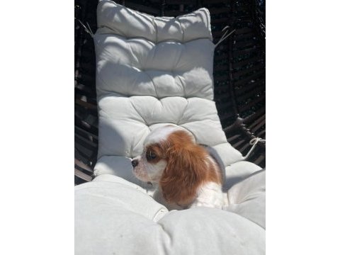 Cavalier king charles yavrular