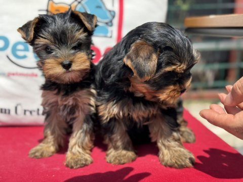 Show kalite tea cup yorkshire terrier yavrularımız