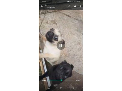 Orjinal sıfır burun ve kuyruk dişi ve erkek pug