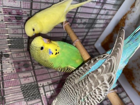 Güzel a sınıf çek muhabbet kuşu yavruları