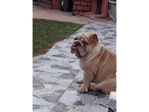 Premium egzotik ingiliz bulldog özel dost