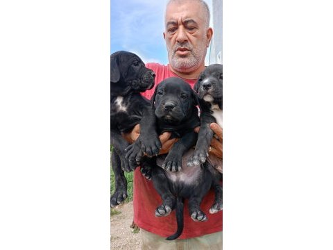 Cane corso safkan ırk garantili