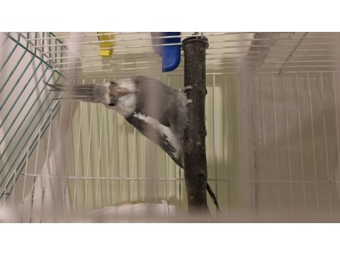 9 aylık wf sultan papaganı