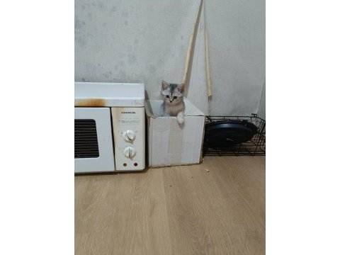 3 aylık british shorthair yavrularımız yuvasını arıyor