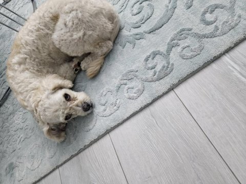 2 yaşında ücretsiz sahiplendirme maltipoo