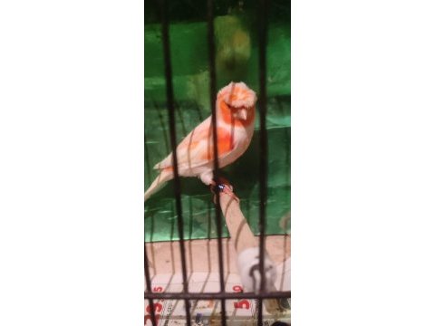Üst düzey almozaik kuşlar