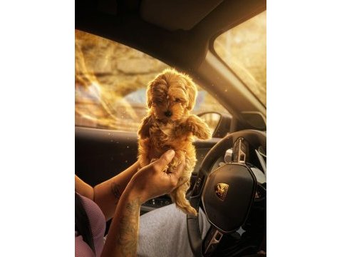Sıfır numara kore maltipoo