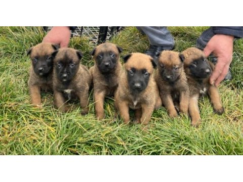 Belçika malinois yavrularımız sağlık ve ırk garantili