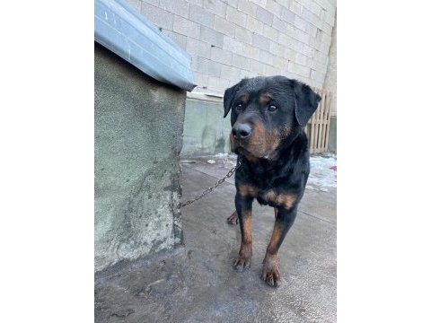 1 dişi ve 1 erkek rottweiler