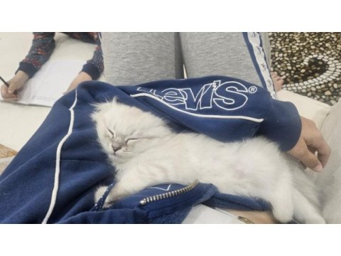 Orjinal blue point-british shorthair yavrular