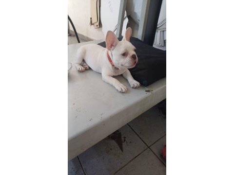 3 aylık french bulldog köpeğimiz
