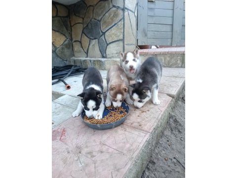 2 aylık husky yavruları