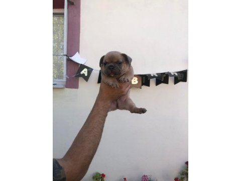 French buldog bebeklerimi yeni yuvalarını arıyor